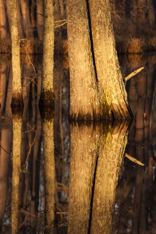 10056. Water tupelo trees at sunrise, Kep, Arkansas