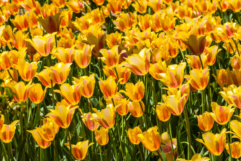 10090. Tulips, Garvan Woodland Gardens, Arkansas