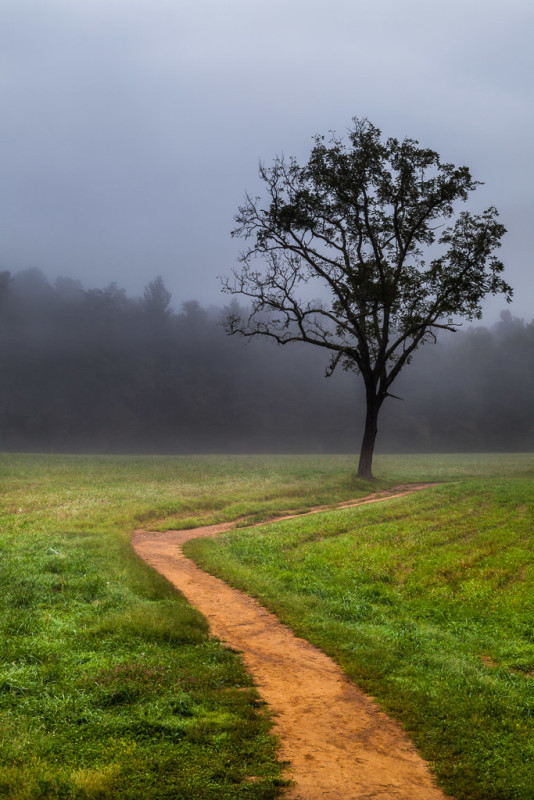 10187. Lone tree along a footpath, Cades Cove, Tennessee