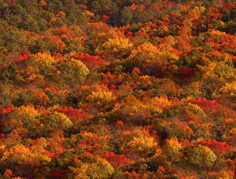 Autumn foliage, Ouachita National Forest, Arkansas