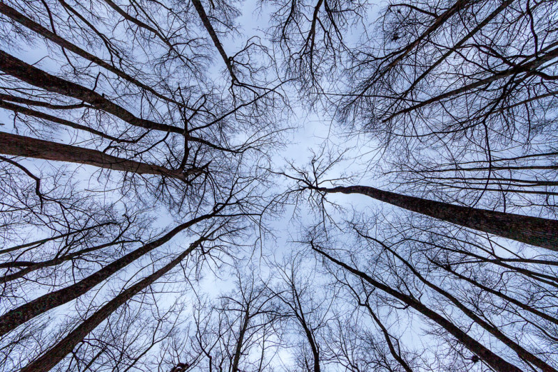 Trees against the sky Lorance Creek Natural Area Arkansas