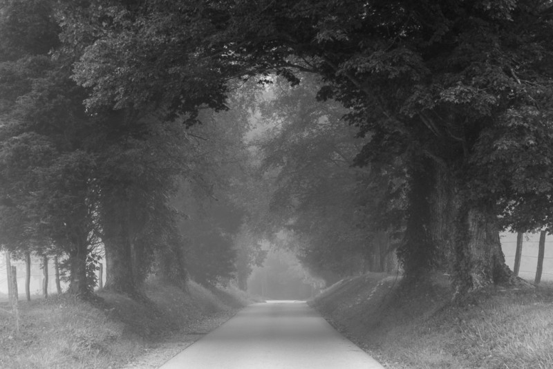 Foggy morning Cades cove loop road great smoky mountains national park tennessee