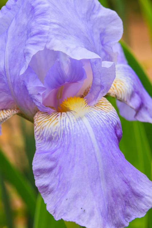 Bearded iris, Arkansas