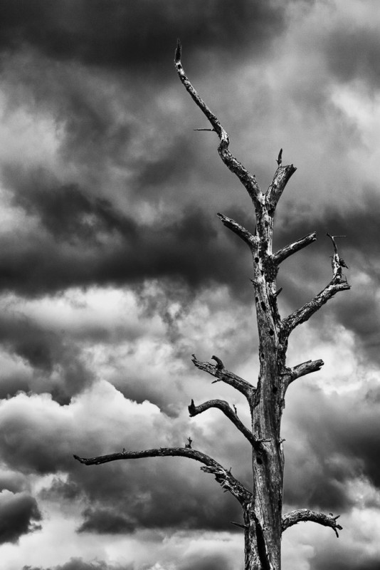 Tree and clouds, Arkansas