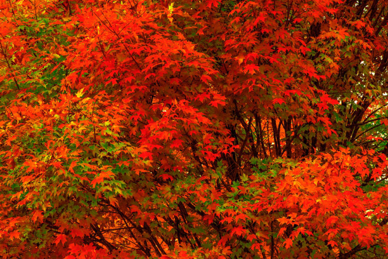 Autumn foliage Arkansas