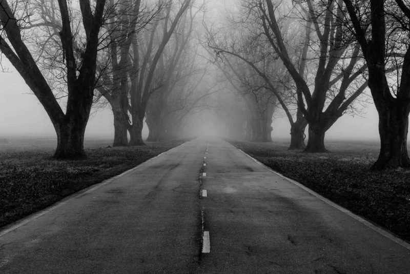 Pecan alley fog arkansas