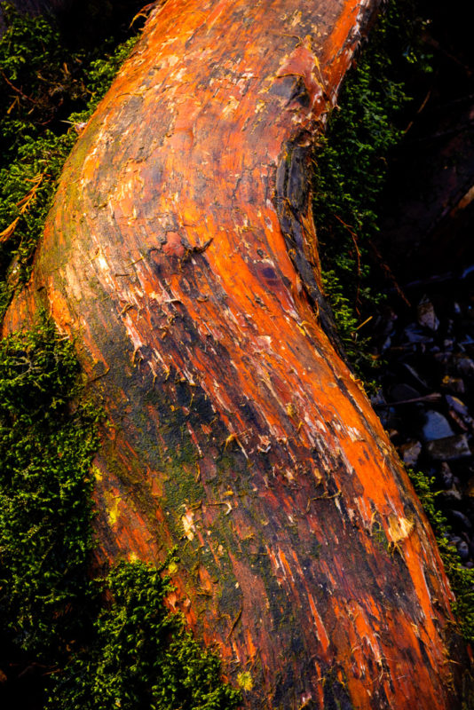 Cypress tree root Pinnacle Mountain State Park Arkansas