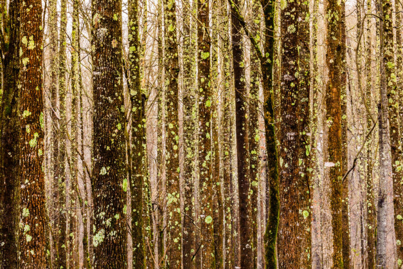 White oak trees Arkansas