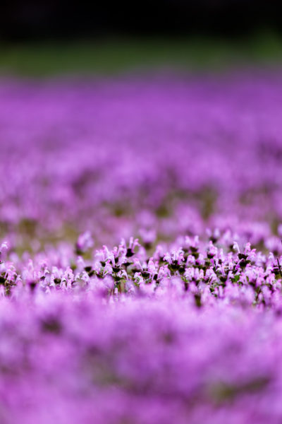 Purple deadnettle