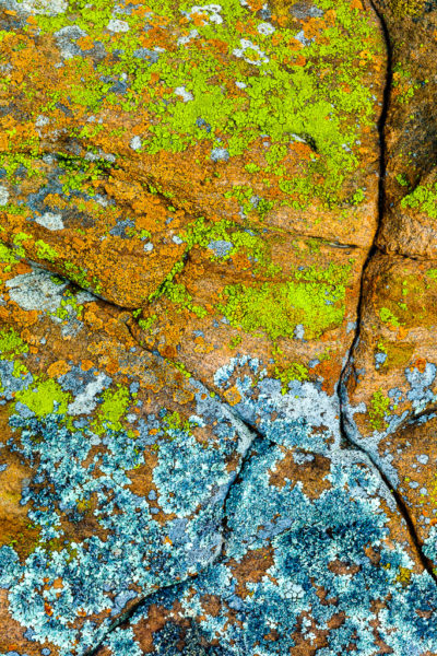 Colorful lichen on rocks