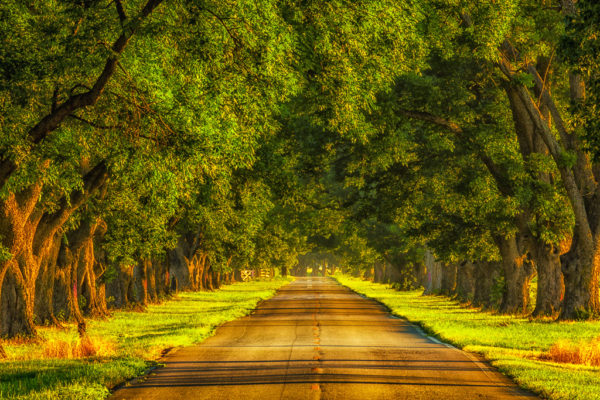 Pecan Alley, Scott, Arkansas