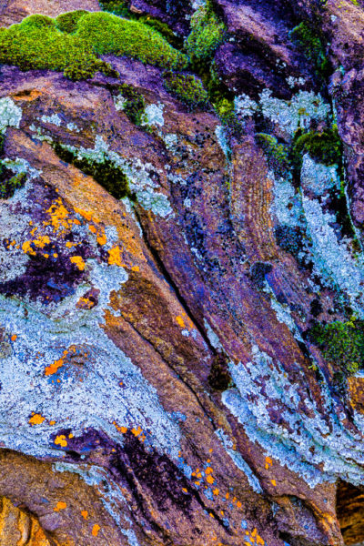 Lichen on rock formation