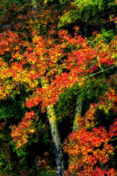 Fall foliage, Arkansas