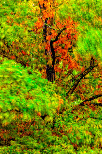 Wind blown leaves