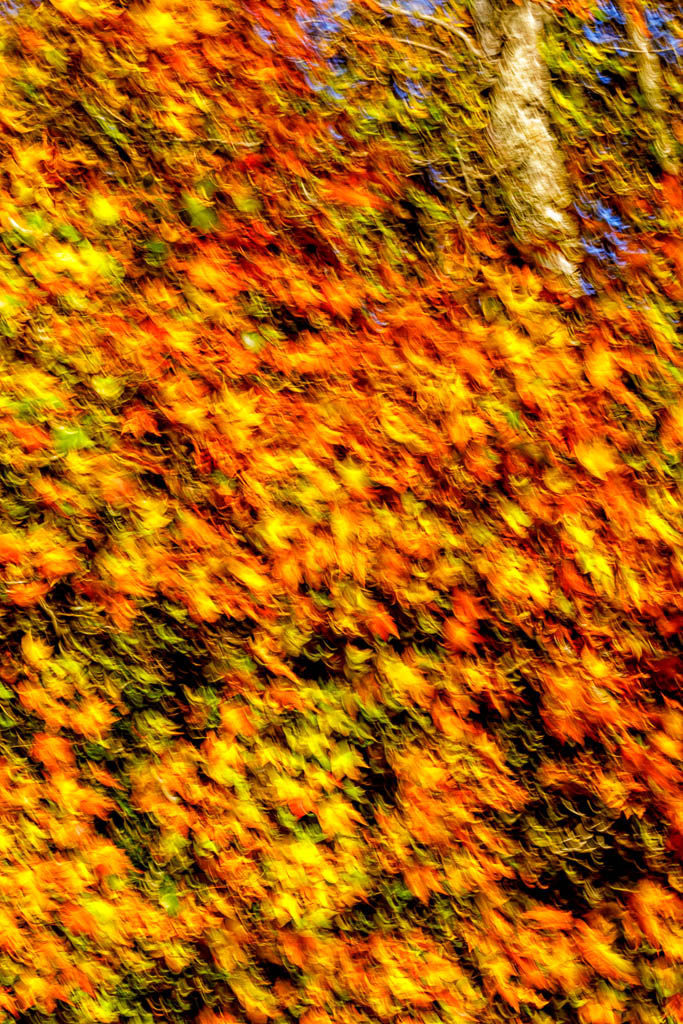 10776 Wind blown leaves