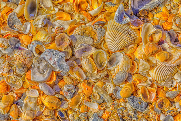 Seashells, St. George Island, Florida