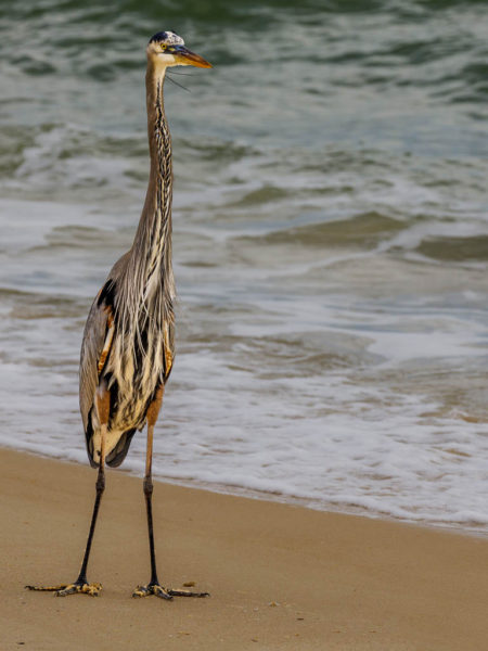 Great Blue Heron, St. George Island, Florida