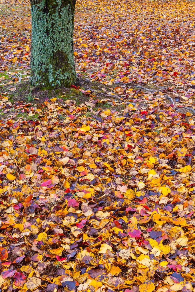 Autumn leaves, Arkansas