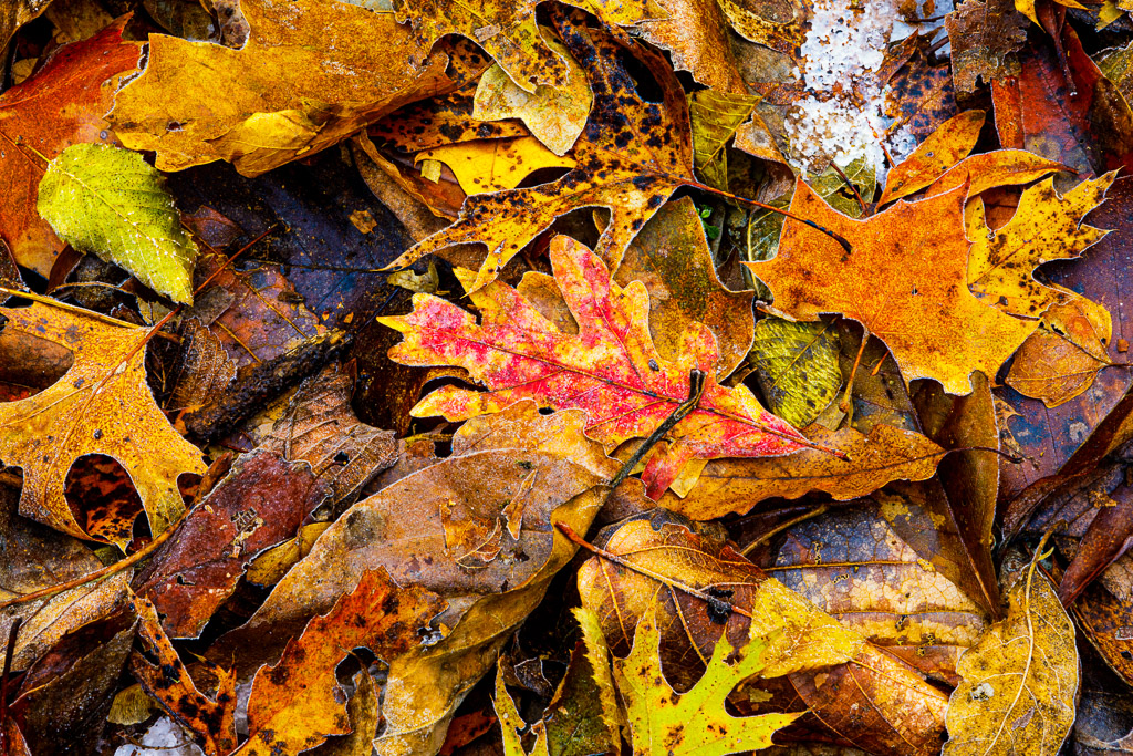Autumn Leaves - Bob Henry Photography