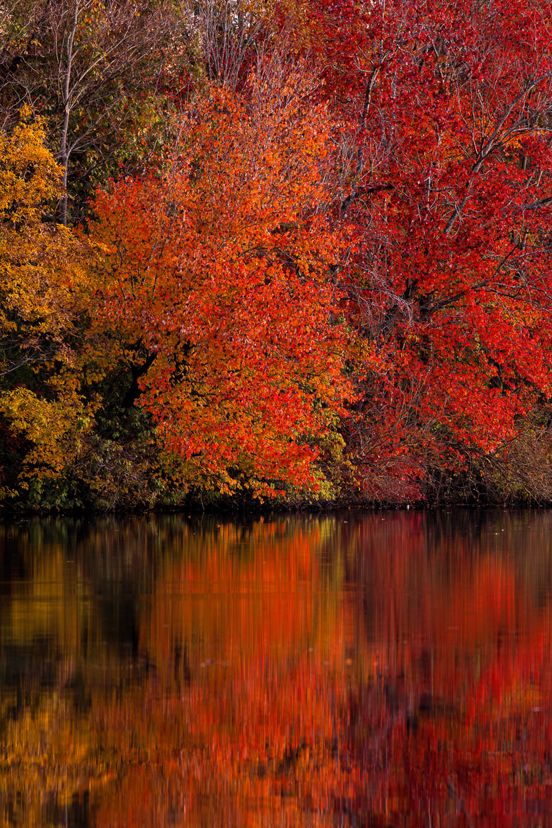 Red Leaves of Autumn | Bob Henry Photography