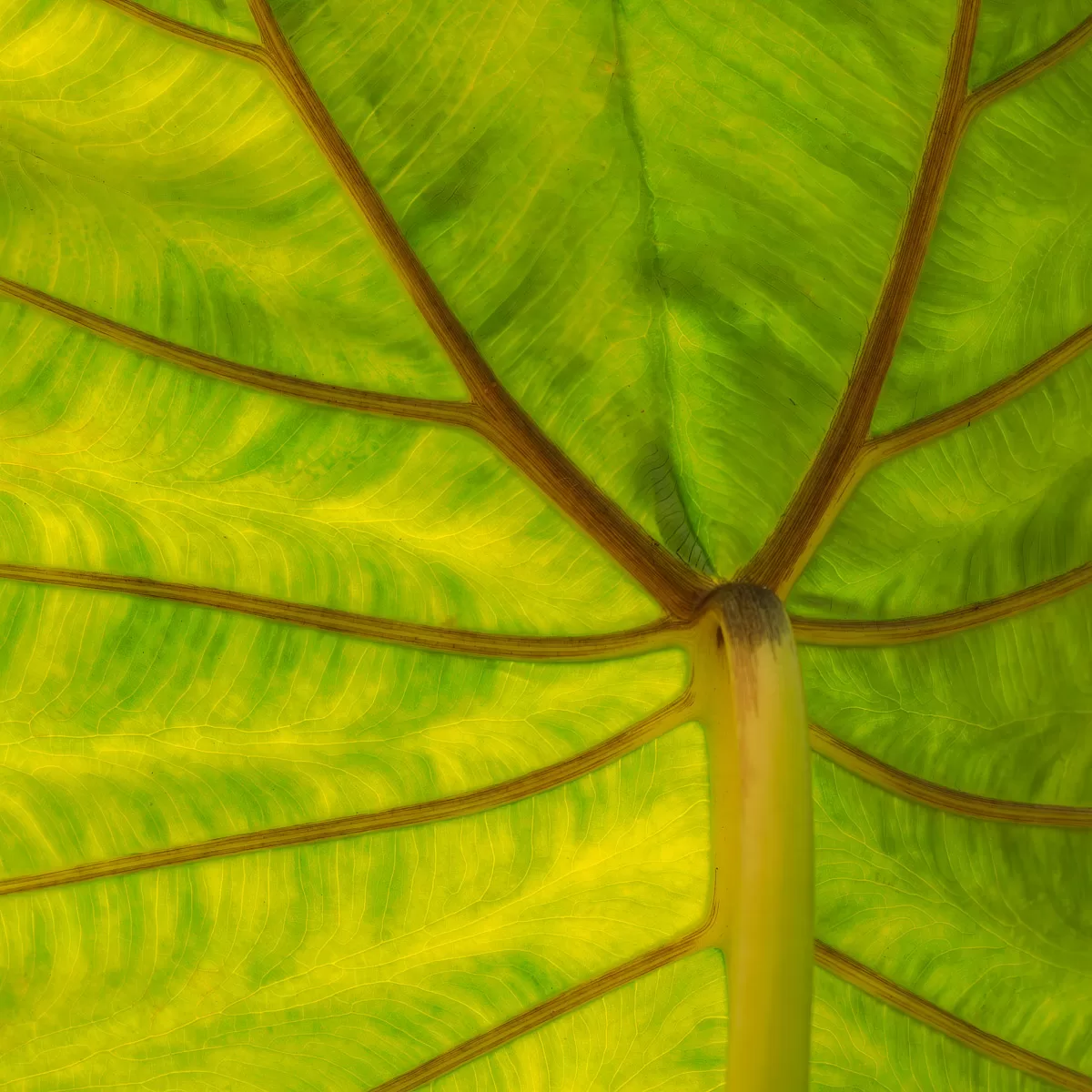 Elephant's Ear - Bob Henry Photography