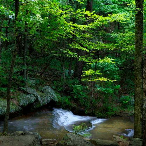 A small, clear stream flows over smooth rocks, creating a small waterfall. Lush green trees and foliage surround the stream, with sunlight filtering through the leaves. There are large, moss-covered rocks along the banks of the stream.