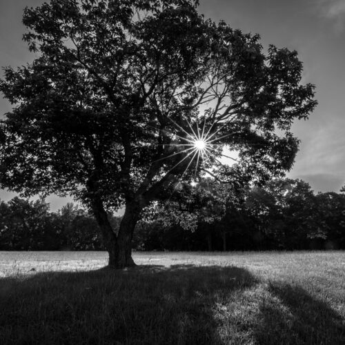 A black and white photograph of a large tree in a field. The tree is in the center of the image and stands out against the lighter background of the field. The sun is setting behind the tree, casting a long shadow across the field. The sky is cloudy and dark, and the sun is barely visible through the clouds. The tree has thick branches and leaves, and it looks strong and sturdy. The field is covered in tall grass, and there are a few other trees in the background.