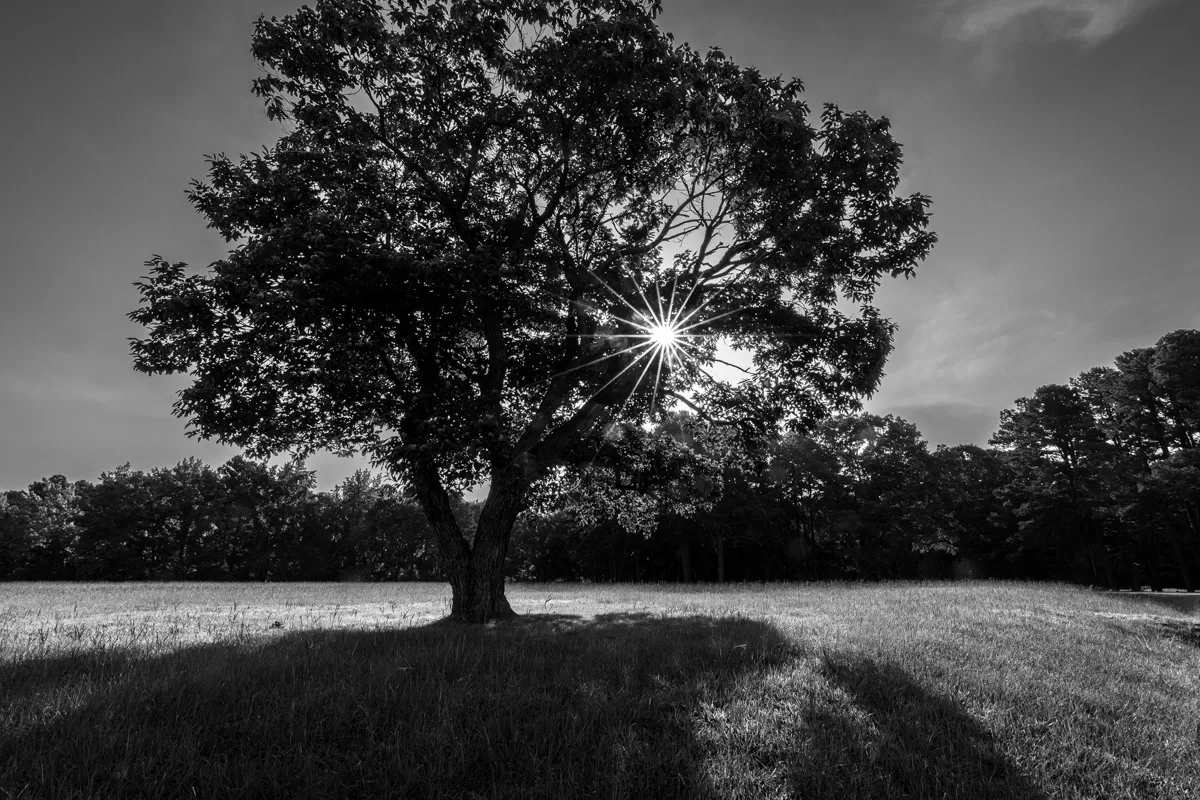 A black and white photograph of a large tree in a field. The tree is in the center of the image and stands out against the lighter background of the field. The sun is setting behind the tree, casting a long shadow across the field. The sky is cloudy and dark, and the sun is barely visible through the clouds. The tree has thick branches and leaves, and it looks strong and sturdy. The field is covered in tall grass, and there are a few other trees in the background.