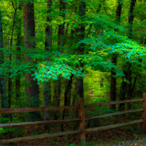 The image depicts a serene forest scene. A wooden fence runs along the bottom of the image, separating the viewer from the dense forest. The trees are tall and leafy, with their branches intertwined to form a dense canopy overhead. The leaves are a vibrant green, creating a sense of lushness and vitality. Sunlight filters through the leaves, casting dappled shadows on the forest floor. The overall atmosphere of the image is one of peace and tranquility.