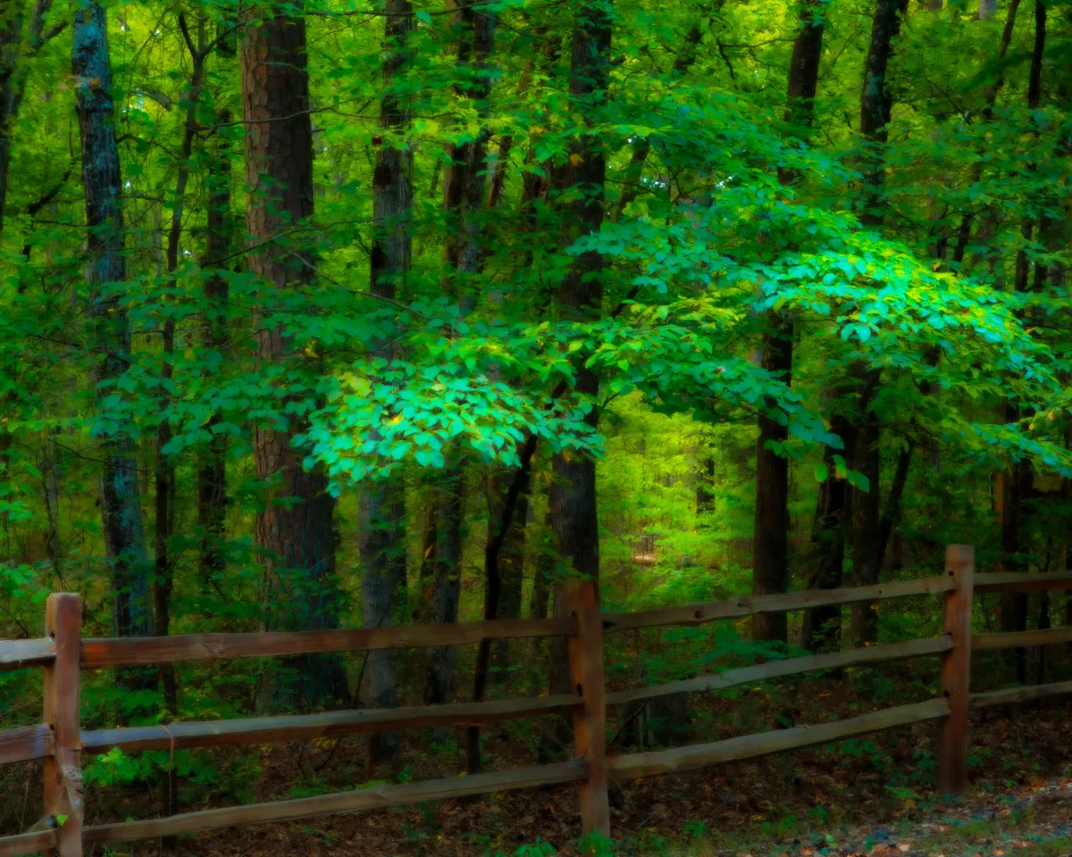 The image depicts a serene forest scene. A wooden fence runs along the bottom of the image, separating the viewer from the dense forest. The trees are tall and leafy, with their branches intertwined to form a dense canopy overhead. The leaves are a vibrant green, creating a sense of lushness and vitality. Sunlight filters through the leaves, casting dappled shadows on the forest floor. The overall atmosphere of the image is one of peace and tranquility.