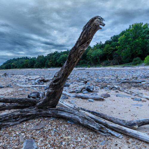 This image depicts a stark and desolate landscape. In the foreground, a gnarled and weathered tree trunk dominates the scene. It resembles a prehistoric creature, its twisted branches forming a long, serpentine neck that rises from the rocky ground. The tree trunk is bleached a pale gray by the elements, contrasting sharply with the darker, cloudy sky above. The background is a vast, empty expanse of pebbles and rocks, stretching towards a distant shoreline and a line of dark, forested hills.