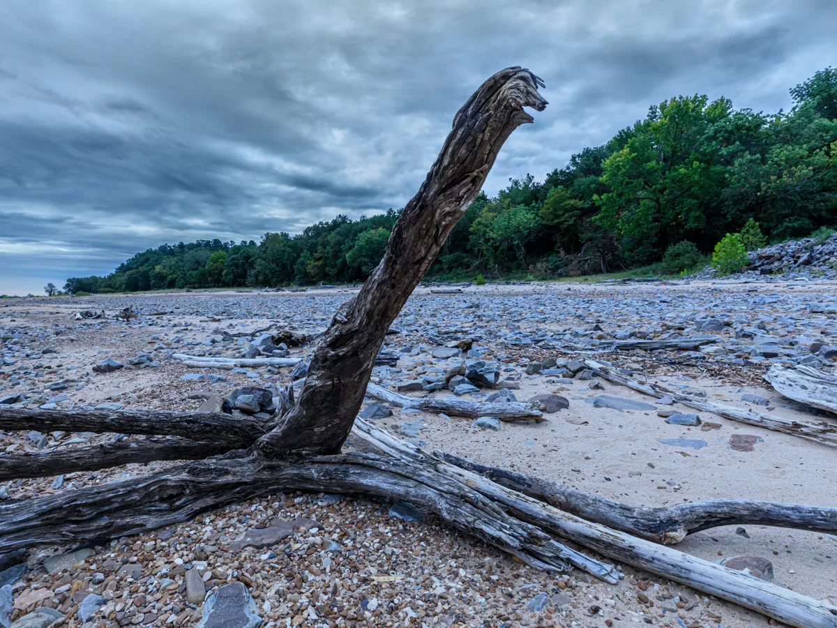 This image depicts a stark and desolate landscape. In the foreground, a gnarled and weathered tree trunk dominates the scene. It resembles a prehistoric creature, its twisted branches forming a long, serpentine neck that rises from the rocky ground. The tree trunk is bleached a pale gray by the elements, contrasting sharply with the darker, cloudy sky above. The background is a vast, empty expanse of pebbles and rocks, stretching towards a distant shoreline and a line of dark, forested hills.