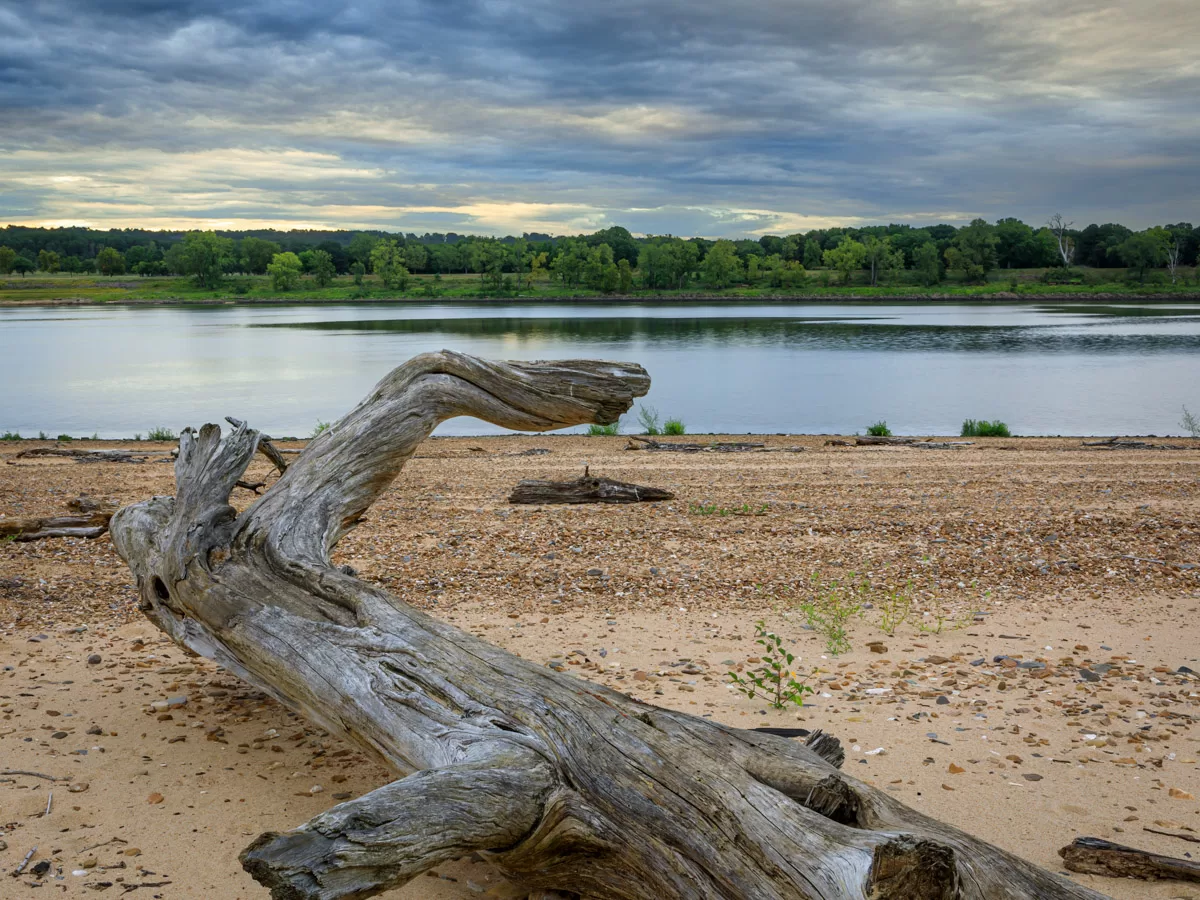 This image portrays a serene lakeside scene. In the foreground, a weathered tree trunk rests on a sandy beach, its gnarled branches twisting upwards in a serpentine shape. The tree is bleached a pale gray by the elements, contrasting with the darker, cloudy sky above. The shoreline is lined with pebbles and scattered vegetation. In the background, a flowing river reflects the colors of the sky. A line of green trees fills the horizon, creating a peaceful and tranquil atmosphere.