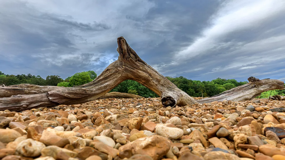 This image focuses on a weathered tree trunk lying on a bed of pebbles. The trunk is positioned in an arched shape, creating a natural frame for the scene. The wood is bleached a pale gray, showing signs of wear and tear from the elements. The background features a cloudy sky and a line of green trees in the distance. The focus is on the intricate details of the tree trunk and the varied textures of the pebbles beneath it.