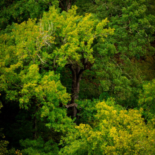 This image depicts a lush, green forest scene. A large, prominent tree stands out in the center, its leaves a vibrant shade of yellow-green. It's surrounded by a dense canopy of other trees, their leaves varying in shades of green. The overall atmosphere is one of peace and tranquility, with sunlight filtering through the leaves and casting dappled shadows on the forest floor.