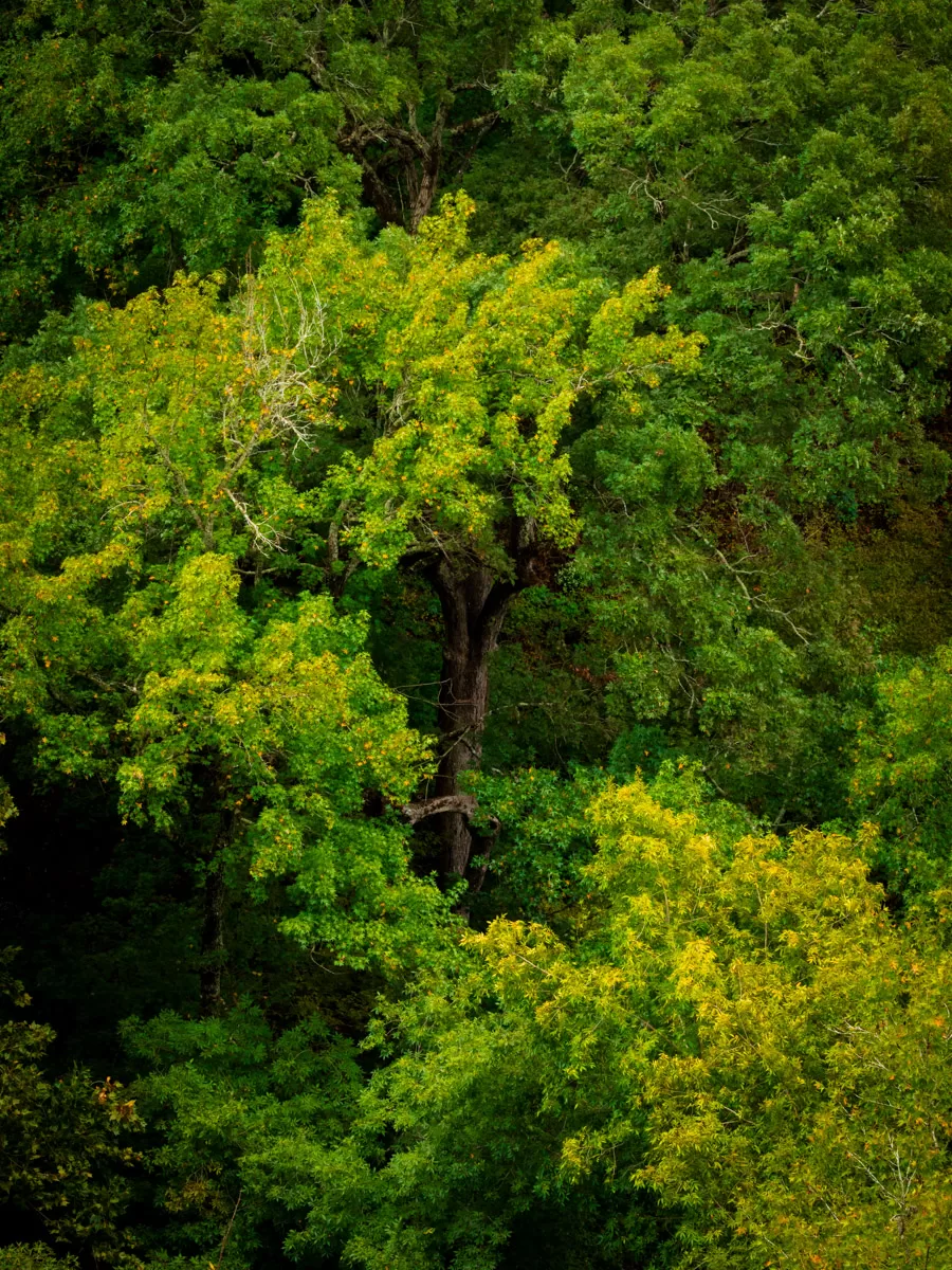 This image depicts a lush, green forest scene. A large, prominent tree stands out in the center, its leaves a vibrant shade of yellow-green. It's surrounded by a dense canopy of other trees, their leaves varying in shades of green. The overall atmosphere is one of peace and tranquility, with sunlight filtering through the leaves and casting dappled shadows on the forest floor.